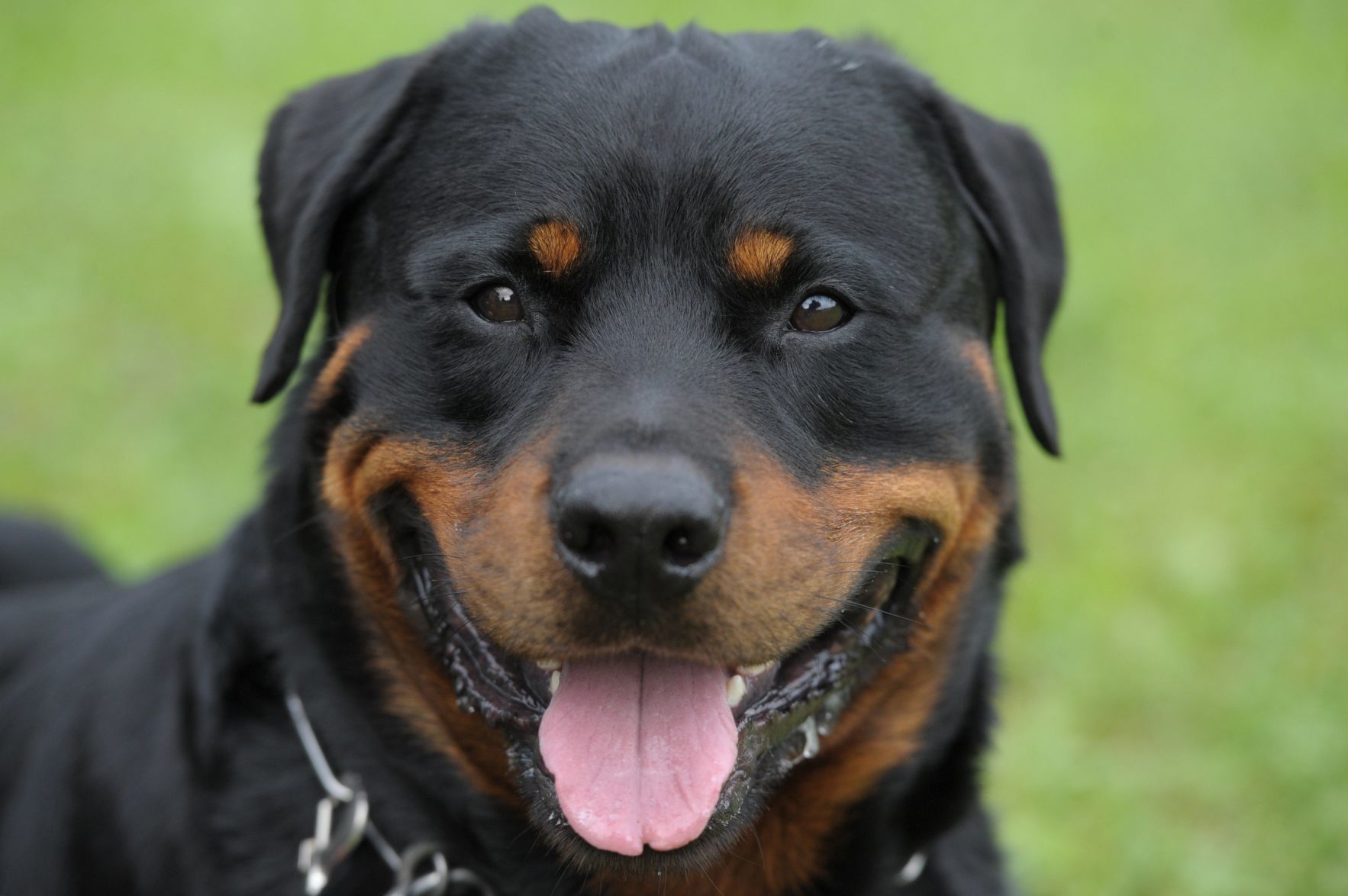 Rottweiler
